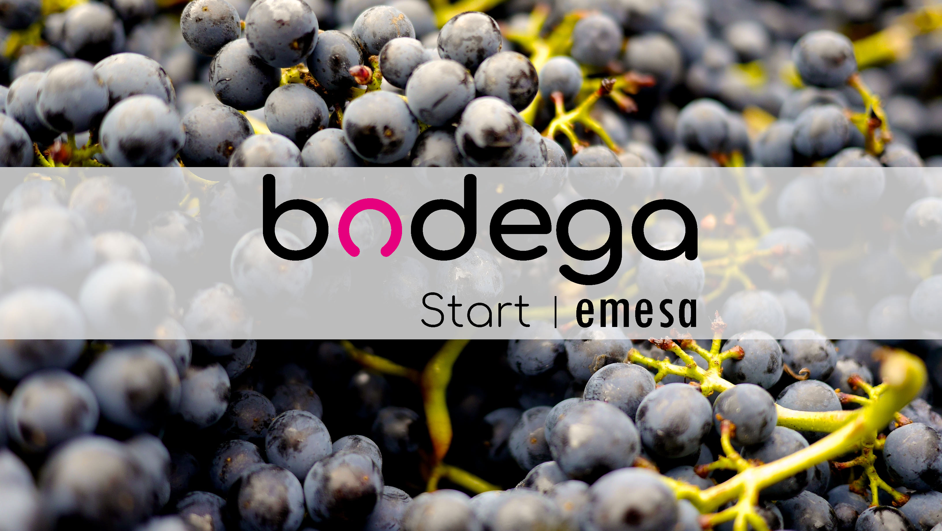 Bodega Start: software de gestión para bodegas que empiezan a crecer